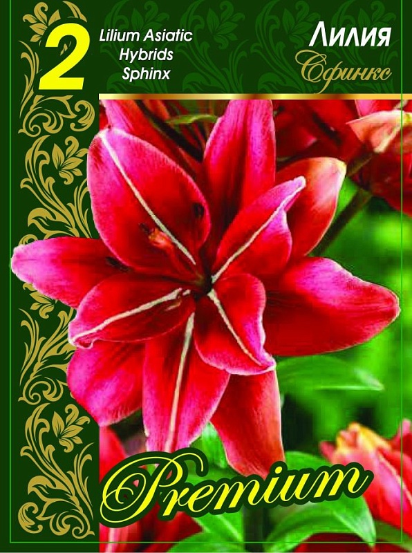 Лилия Сфинкс 1 уп. (2 шт.)
